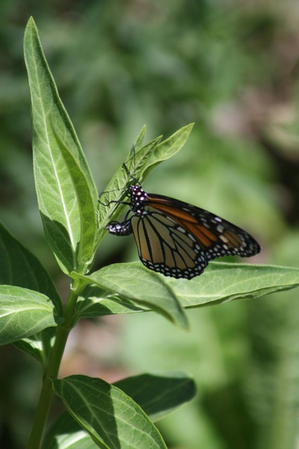 by Benjamin Vogt / Monarch Gardens