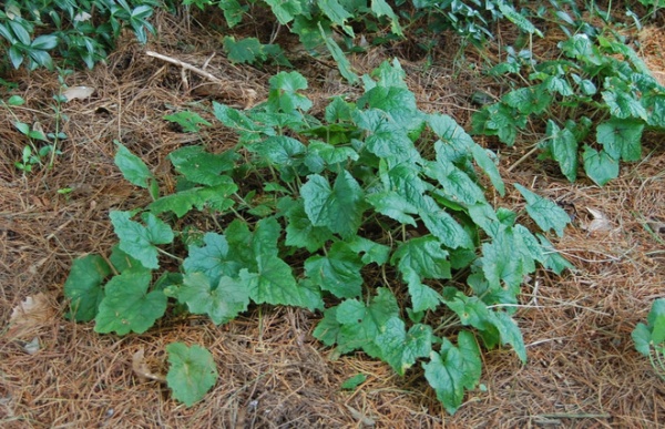 Rustic Landscape Tiarella cordifolia