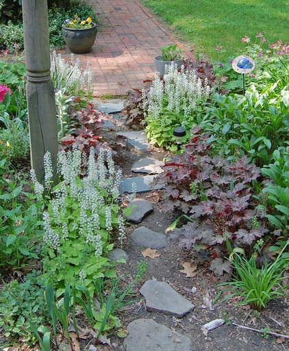 Craftsman Tiarella cordifolia