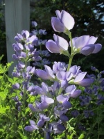 Great Design Plant: Dwarf Blue Indigo Offers Carefree Beauty