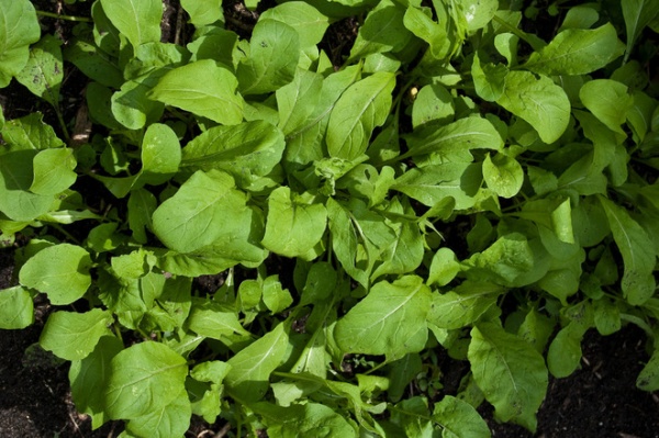 Landscape Arugula