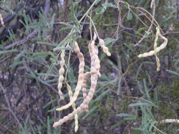 Landscape Velvet Mesquite Pods