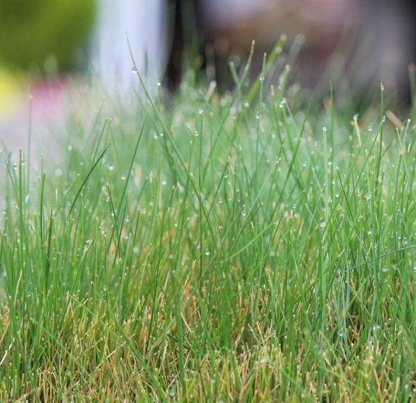 California Gardener's Checklist for September