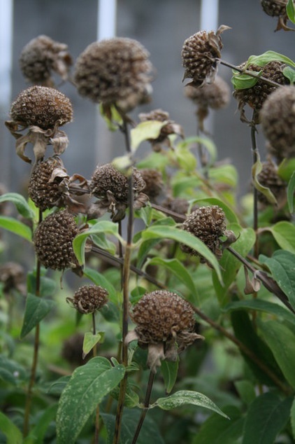 Traditional Landscape by Benjamin Vogt / Monarch Gardens