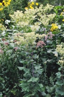 Great Design Plant: Pale Indian Plantain Stands Tall and Proud