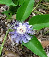 Great Design Plant: Passiflora Incarnata