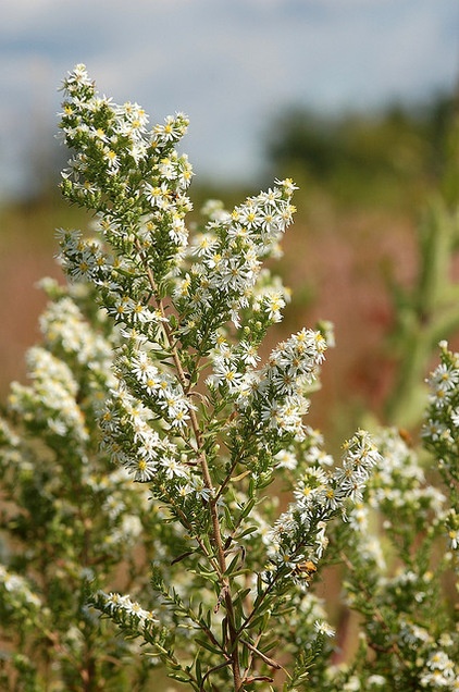 Landscape Heath Aster