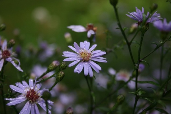 Landscape Blue Wood Aster