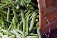 Cool-Season Vegetables: How to Grow Peas