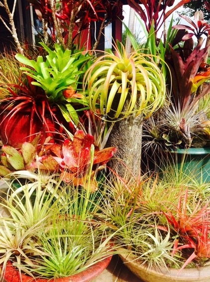 Tropical Landscape by Living Green Design