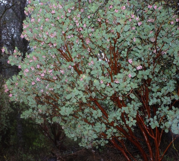 Landscape by Pete Veilleux, East Bay Wilds