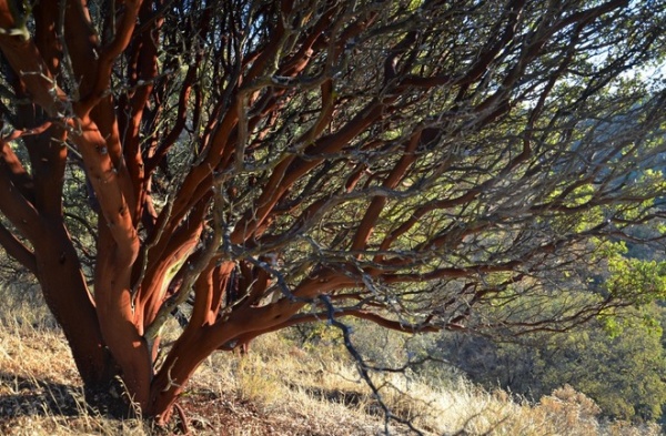 Landscape by Pete Veilleux, East Bay Wilds