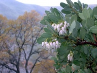 Great Design Plant: Arctostaphylos Glauca Nourishes and Delights