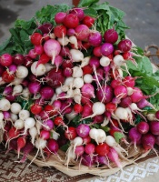 Cool-Season Vegetables: How to Grow Radishes