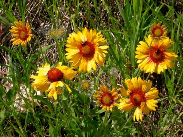 Landscape Gaillardia Aristata Flowers