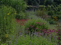 Want a More Colorful, Natural Garden? Try a Perennial Meadow