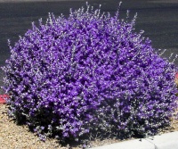 Great Design Plant: Violet Silverleaf Thrives on Scant Water