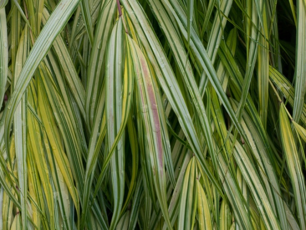 Landscape by Le jardinet