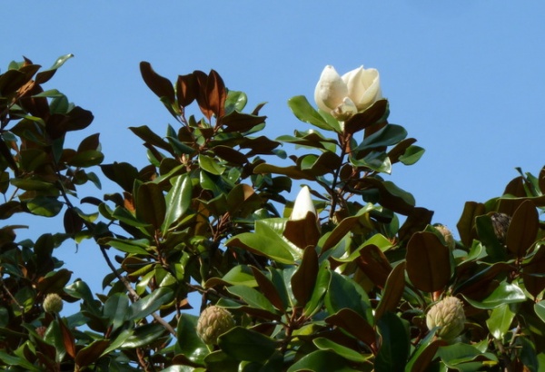 Landscape Magnolia grandiflora (Southern Magnolia)