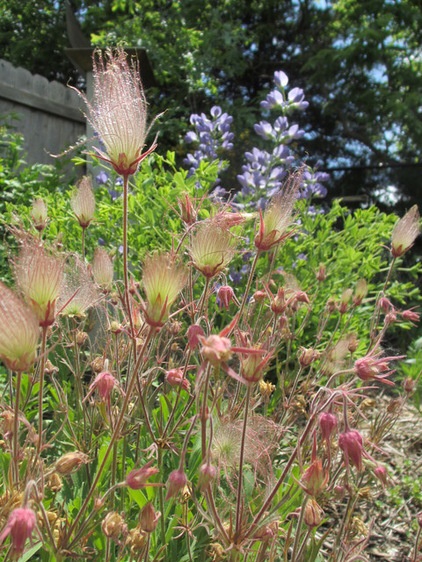 by Benjamin Vogt / Monarch Gardens