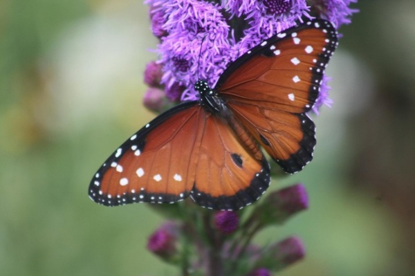 by Benjamin Vogt / Monarch Gardens