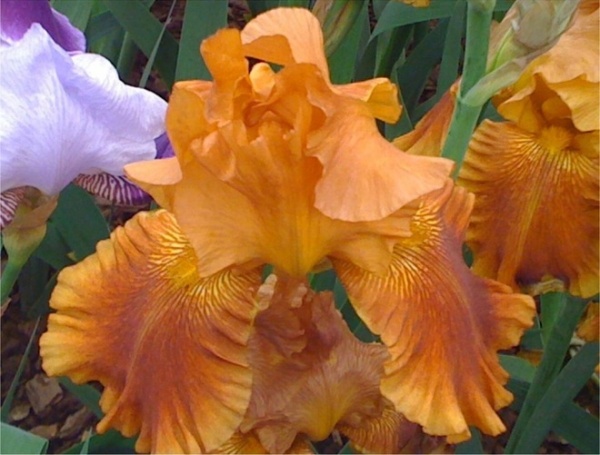 Traditional Bearded Iris Chelsea Flower Show 2010