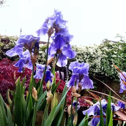 Traditional Landscape Iris germanica