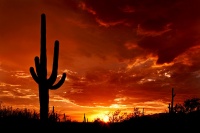 Meet the Mighty Saguaro of the Desert Landscape