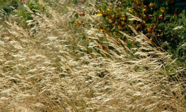 Landscape by Pete Veilleux, East Bay Wilds