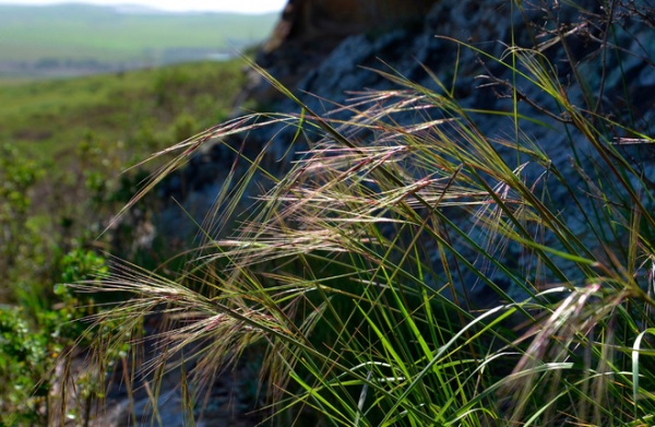 Landscape by Pete Veilleux, East Bay Wilds