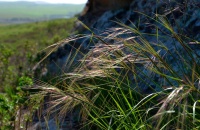 Great Design Plant: Purple Needle Grass, California’s State Grass