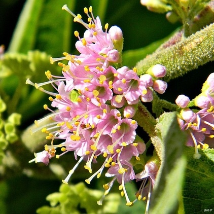 Landscape American beautyberry (Callicarpa americana)