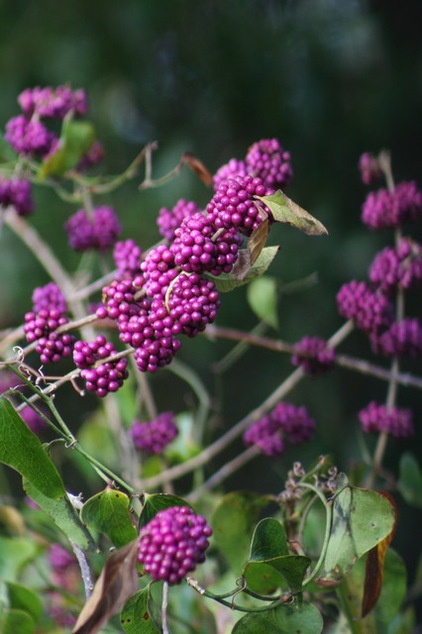 Callicarpa americana (American Beautyberry)