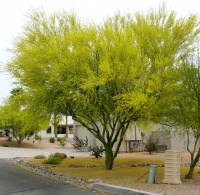 Great Design Plant: Parkinsonia Flor Paints the Desert Green and Yellow