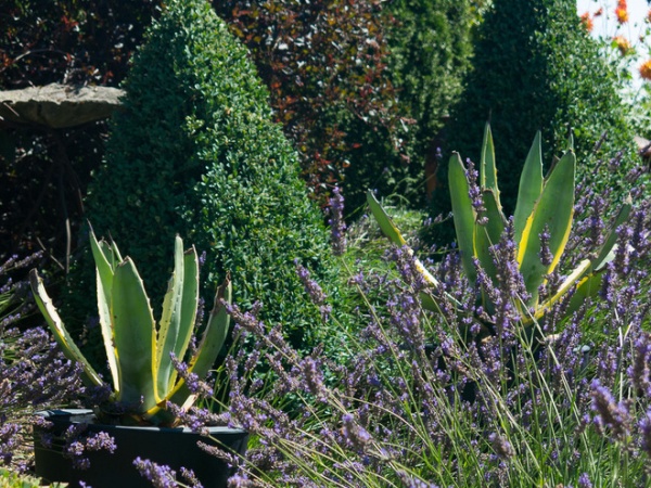 Mediterranean Landscape by Le jardinet