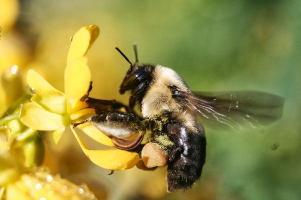 by Benjamin Vogt / Monarch Gardens