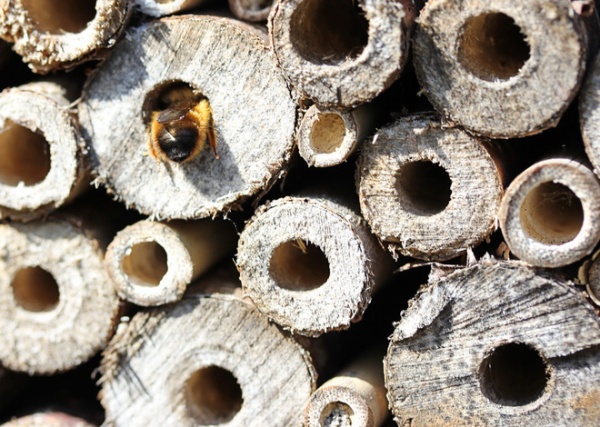 Bee Hotel