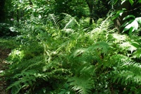 Great Design Plant: Athyrium Filix-Femina