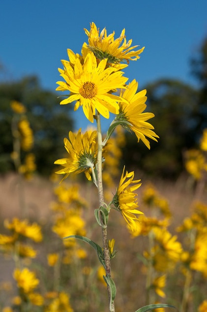 Great Design Plant: Helianthus Maximiliani Attracts Beneficial Insects