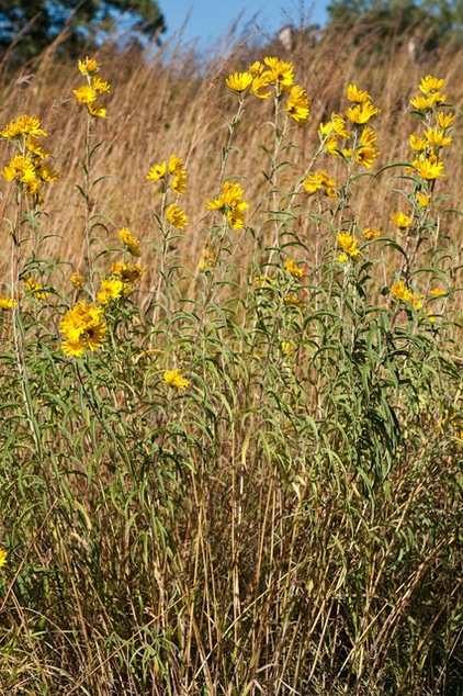 Great Design Plant: Helianthus Maximiliani Attracts Beneficial Insects