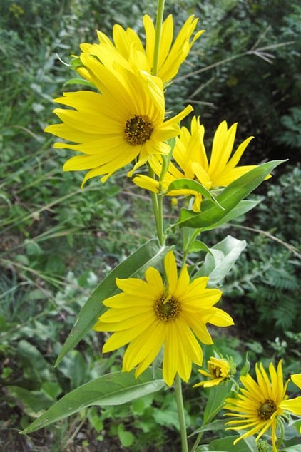 Great Design Plant: Helianthus Maximiliani Attracts Beneficial Insects