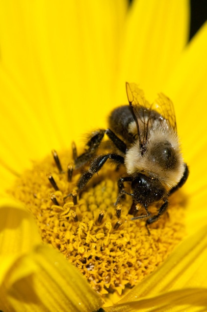 Great Design Plant: Helianthus Maximiliani Attracts Beneficial Insects