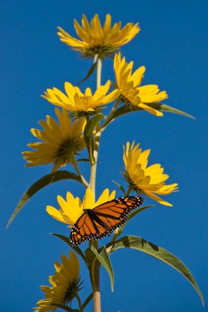 Great Design Plant: Helianthus Maximiliani Attracts Beneficial Insects