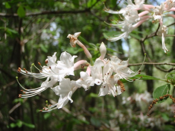 Great Design Plant: Rhododendron Canescens