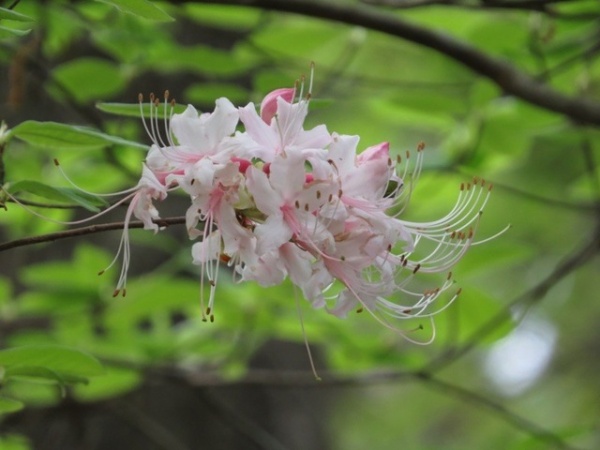 Great Design Plant: Rhododendron Canescens