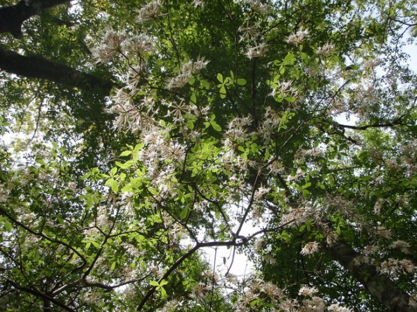 Great Design Plant: Rhododendron Canescens