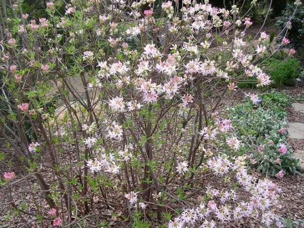 Great Design Plant: Rhododendron Canescens