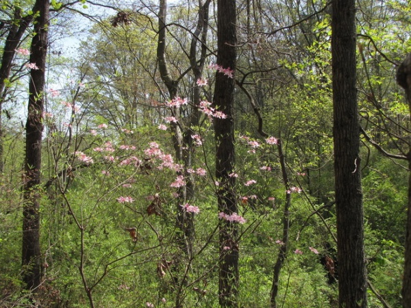 Landscape Piedmont Azalea