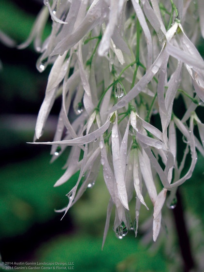 Great Design Plant: Chionanthus Virginicus