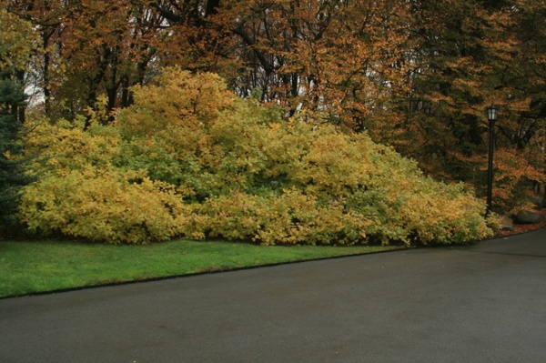 Great Design Plant: Chionanthus Virginicus